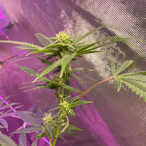 Unknown strain growlog timeline photo