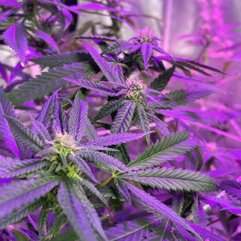 Unknown strain growlog timeline photo