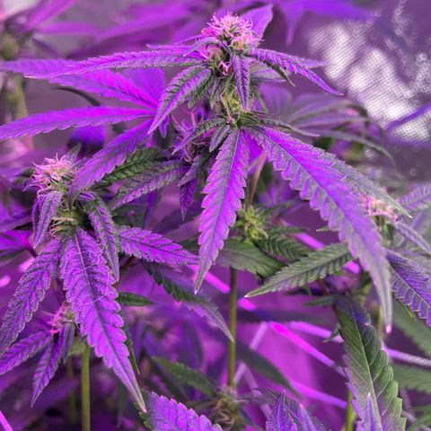 Unknown strain growlog timeline photo