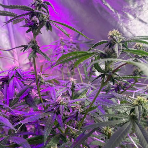 Unknown strain growlog timeline photo
