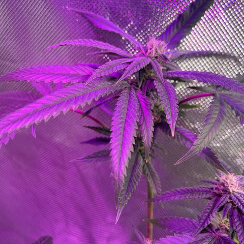 Unknown strain growlog timeline photo