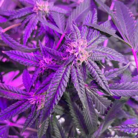 Unknown strain growlog timeline photo