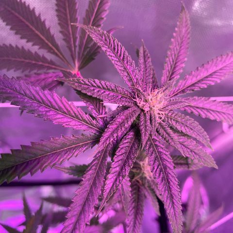 Unknown strain growlog timeline photo