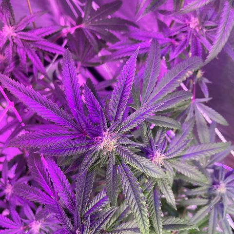 Unknown strain growlog timeline photo
