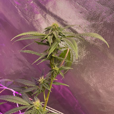 Unknown strain growlog timeline photo