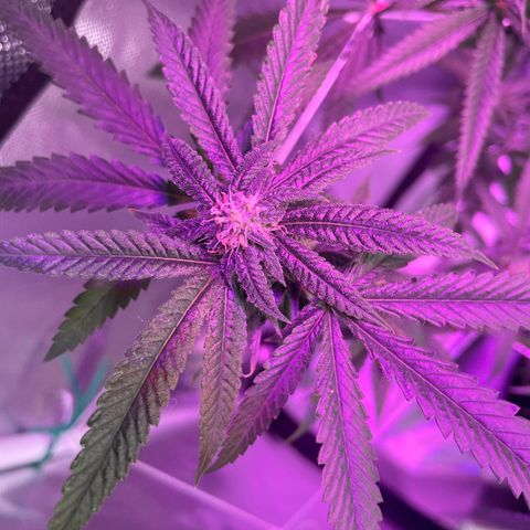 Unknown strain growlog timeline photo