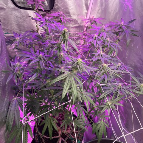 Unknown strain growlog timeline photo