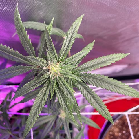 Unknown strain growlog timeline photo