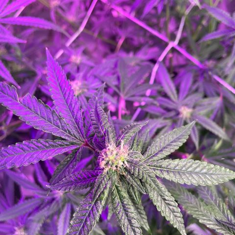 Unknown strain growlog timeline photo
