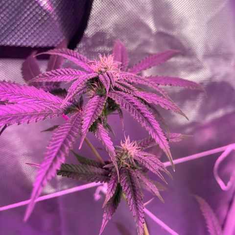 Unknown strain growlog timeline photo