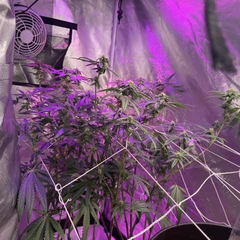 Unknown strain growlog timeline photo