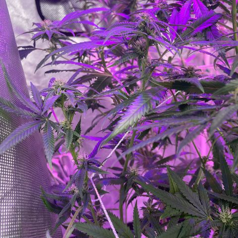 Unknown strain growlog timeline photo
