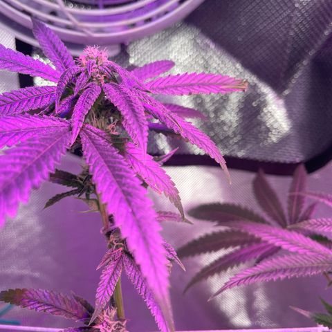 Unknown strain growlog timeline photo