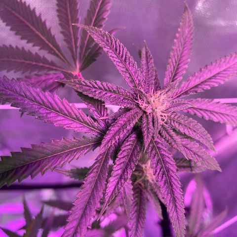 Unknown strain growlog timeline photo