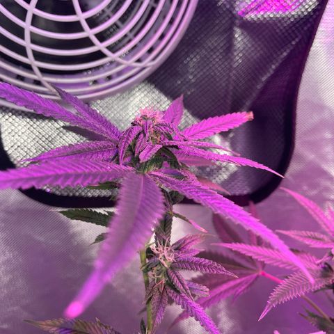 Unknown strain growlog timeline photo