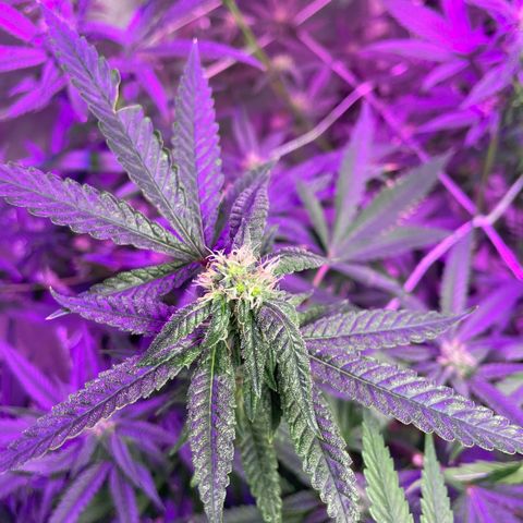 Unknown strain growlog timeline photo