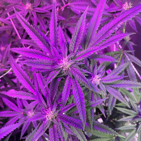 Unknown strain growlog timeline photo