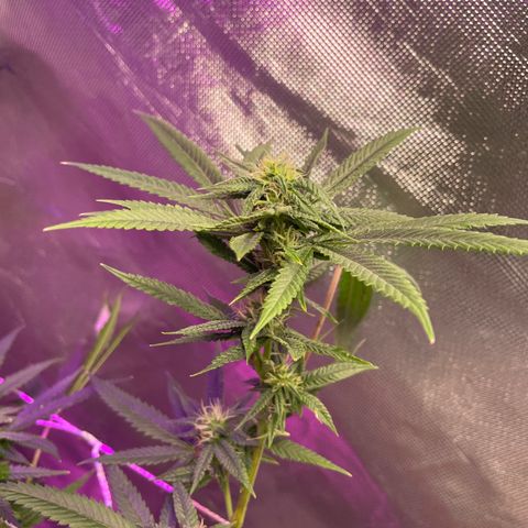 Unknown strain growlog timeline photo