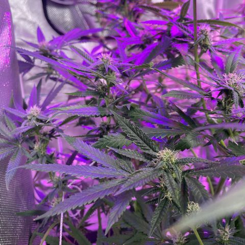 Unknown strain growlog timeline photo