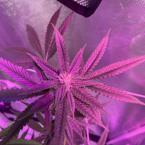 Unknown strain growlog timeline photo