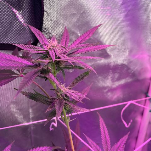 Unknown strain growlog timeline photo