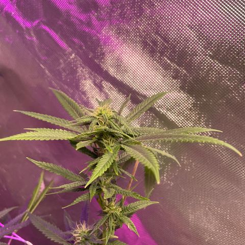 Unknown strain growlog timeline photo