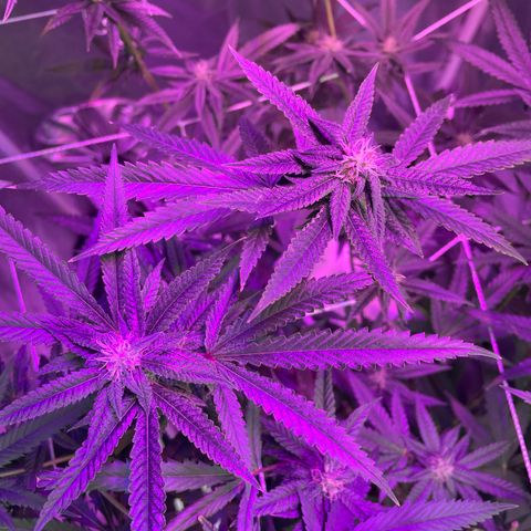 Unknown strain growlog timeline photo