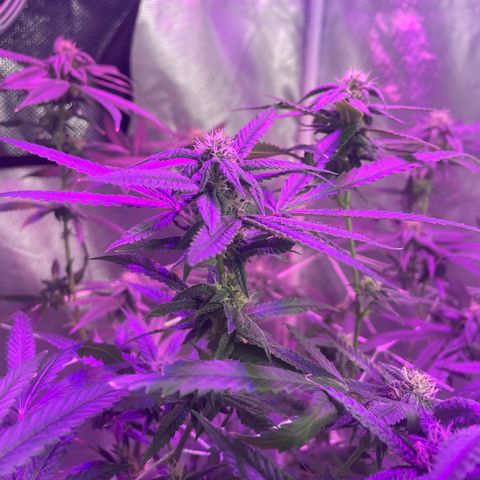 Unknown strain growlog timeline photo