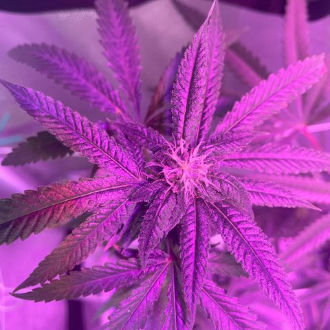 Unknown strain growlog timeline photo