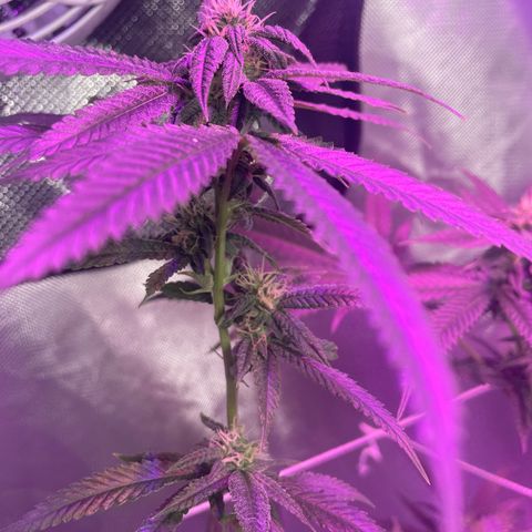 Unknown strain growlog timeline photo