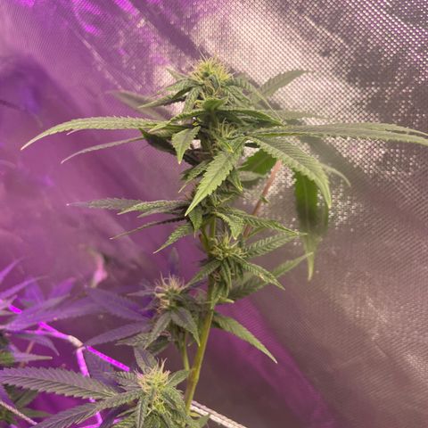 Unknown strain growlog timeline photo