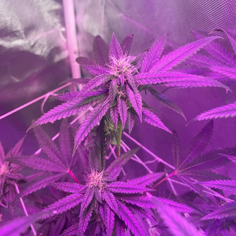 Unknown strain growlog timeline photo