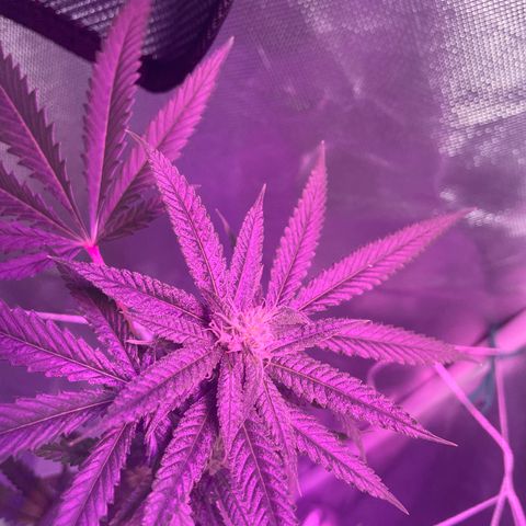 Unknown strain growlog timeline photo
