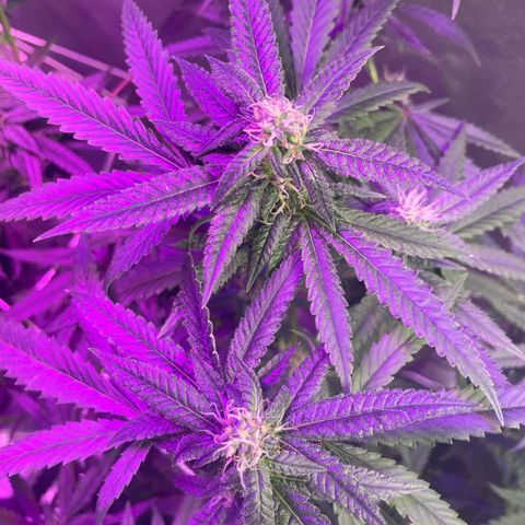 Unknown strain growlog timeline photo