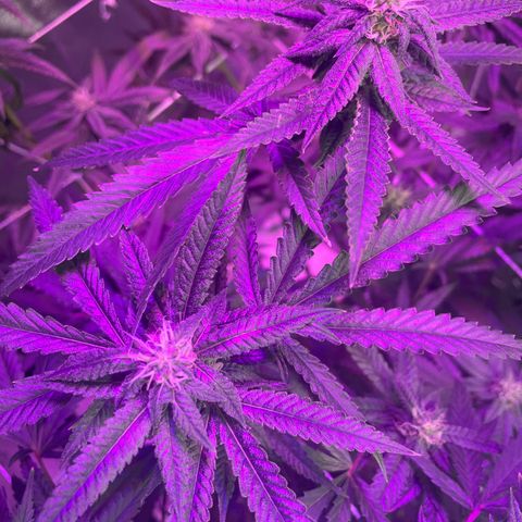 Unknown strain growlog timeline photo