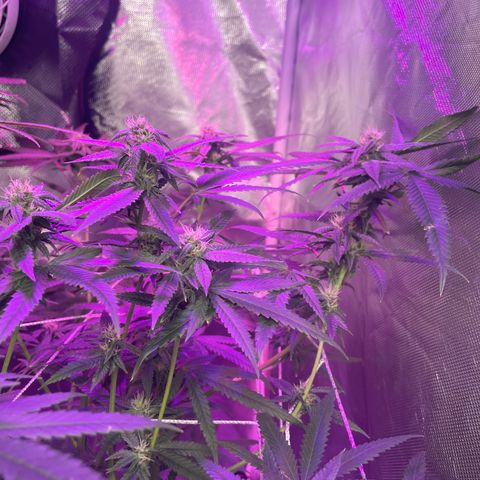 Unknown strain growlog timeline photo