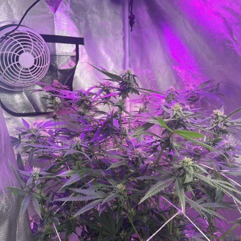 Unknown strain growlog timeline photo