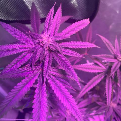 Unknown strain growlog timeline photo