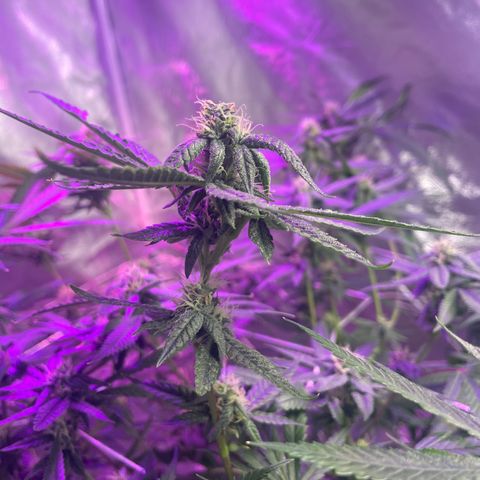 Unknown strain growlog timeline photo