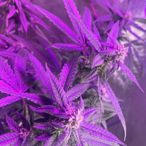 Unknown strain growlog timeline photo