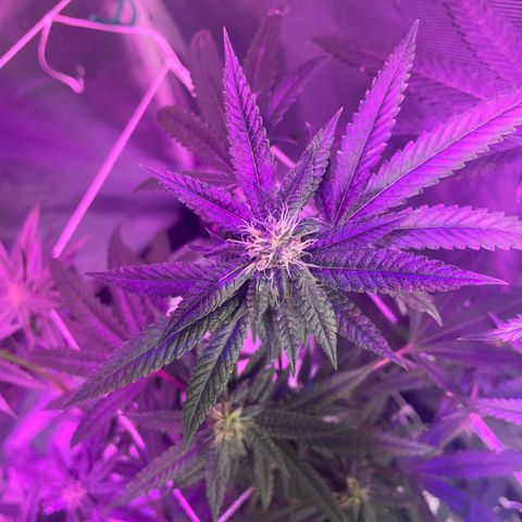Unknown strain growlog timeline photo