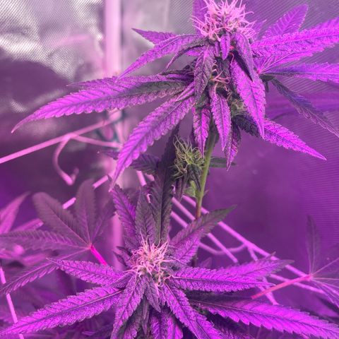 Unknown strain growlog timeline photo