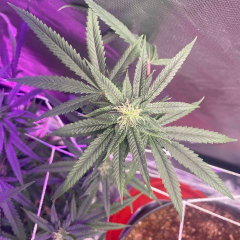 Unknown strain growlog timeline photo