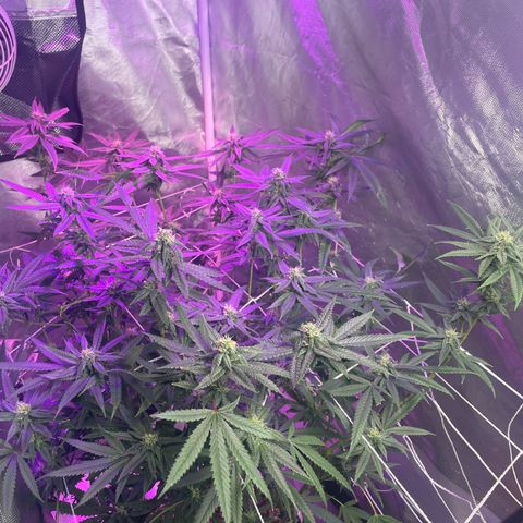Unknown strain growlog timeline photo