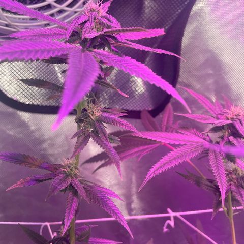 Unknown strain growlog timeline photo