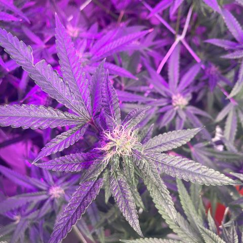 Unknown strain growlog timeline photo