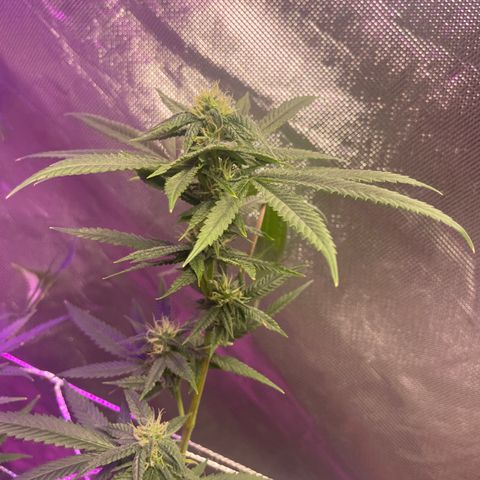 Unknown strain growlog timeline photo