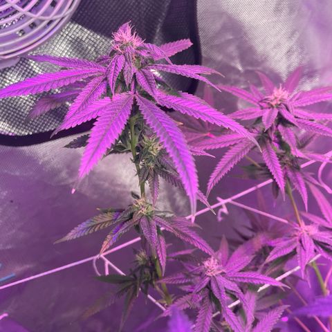 Unknown strain growlog timeline photo