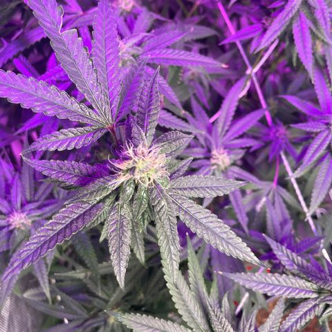 Unknown strain growlog timeline photo