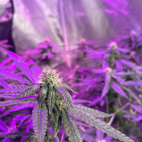 Unknown strain growlog timeline photo
